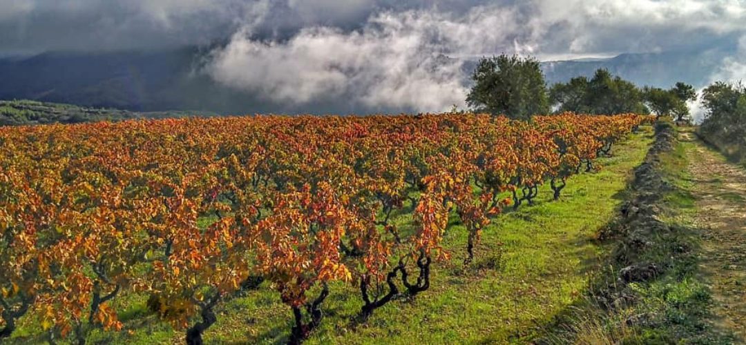 The wines of Priorat