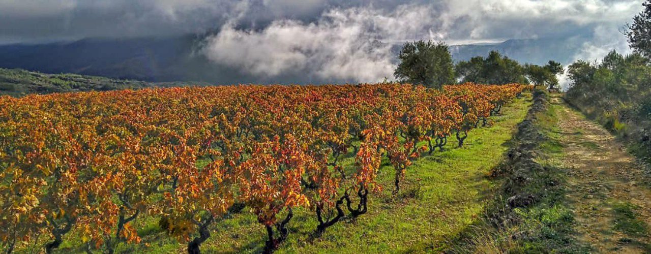 Wine and hiking in Spain