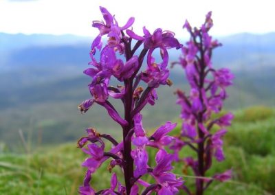 Early Purple Orchid