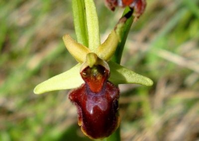 Early Spider Orchid