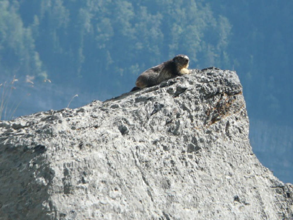 Marmot