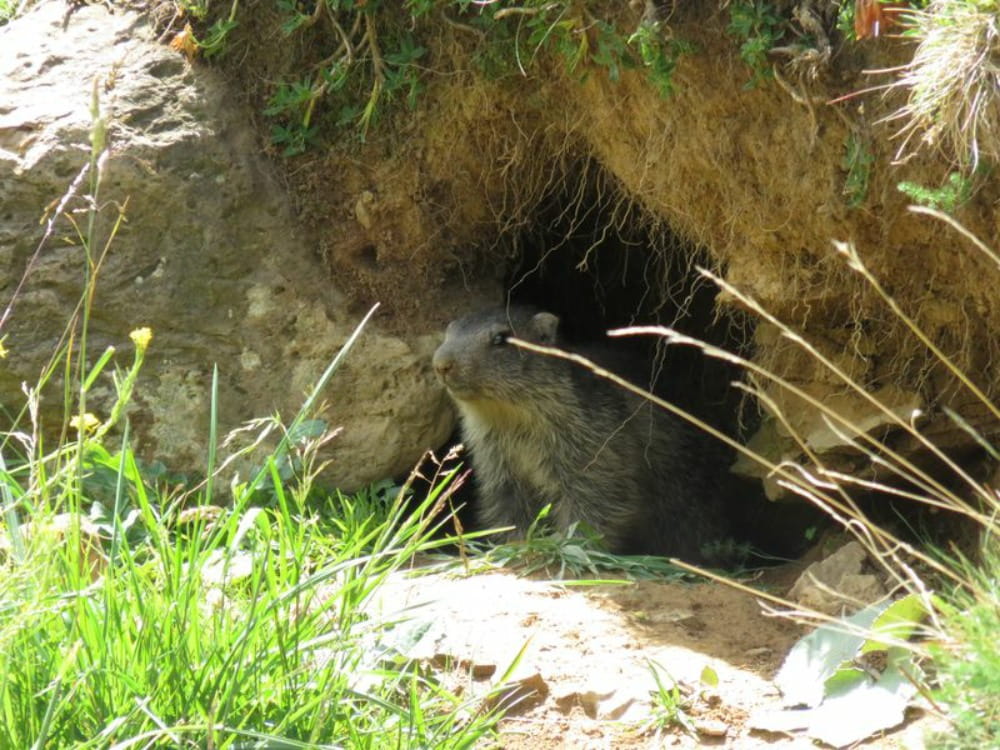 Marmot