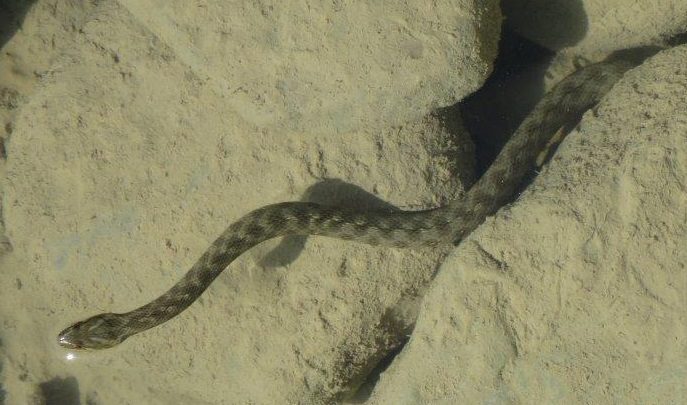 More snakes in the Pyrenees