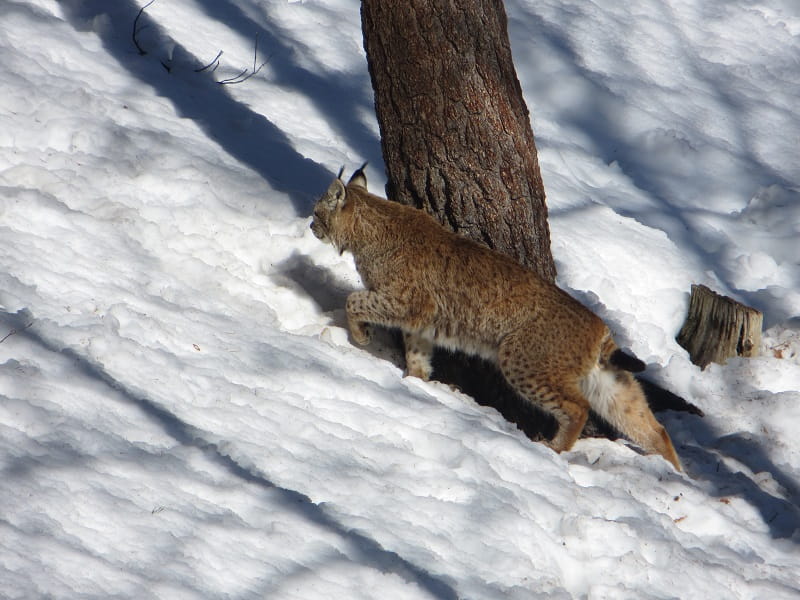 Iberian Lynch (3) Marmot