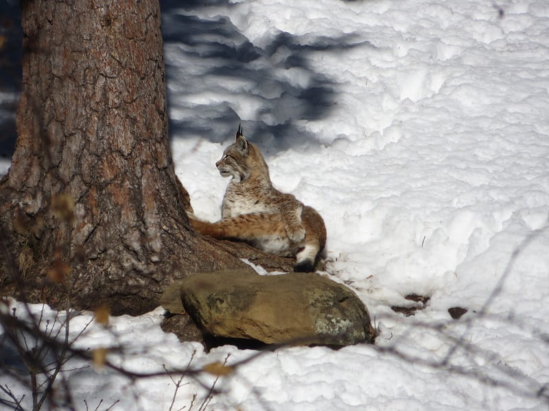 Iberian Lynch (4) Marmot