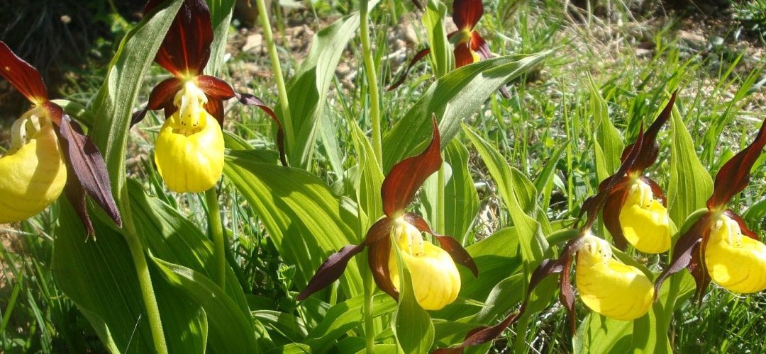 Pyrenees wildflower quiz