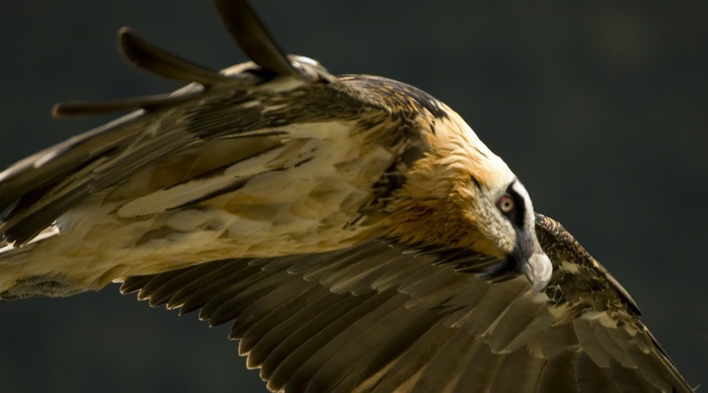 Bearded Vultures in the Pyrenees