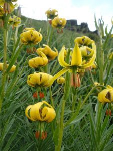 Pyrenean lily Ordesa National Park