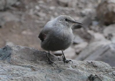 Wallcreeper