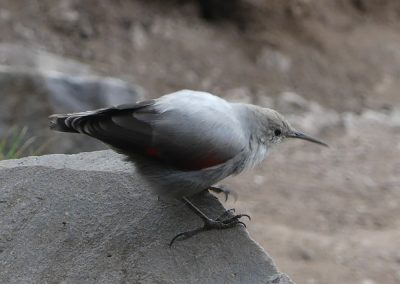 Wallcreeper