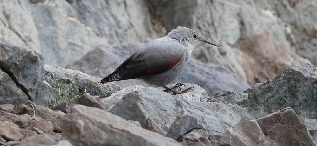 Spotlight on the wallcreeper: bird of the year 2025