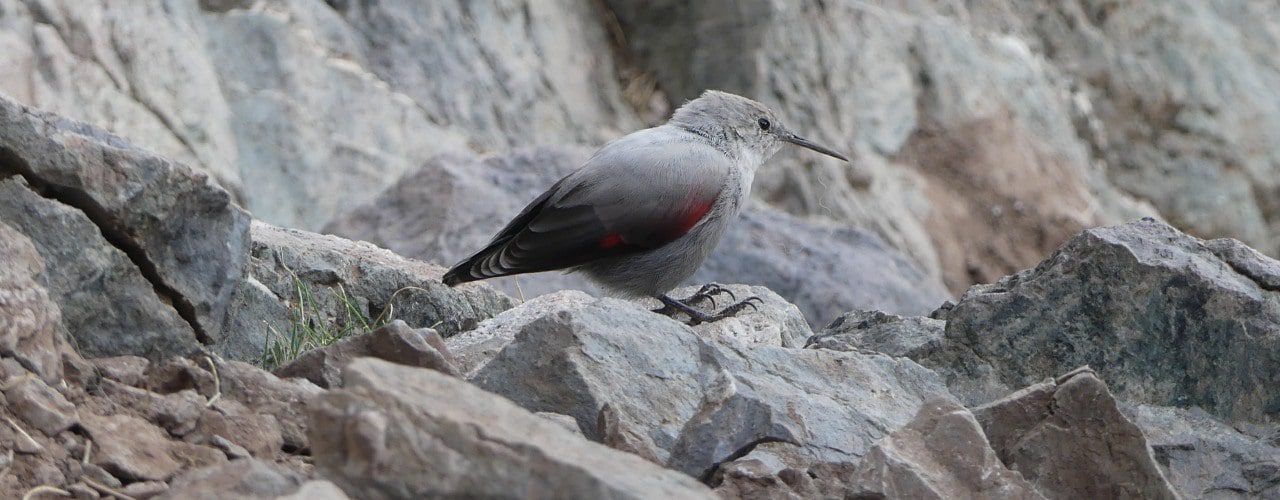 Wallcreeper - Tichodroma muraria