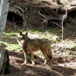 Wolves in the Pyrenees