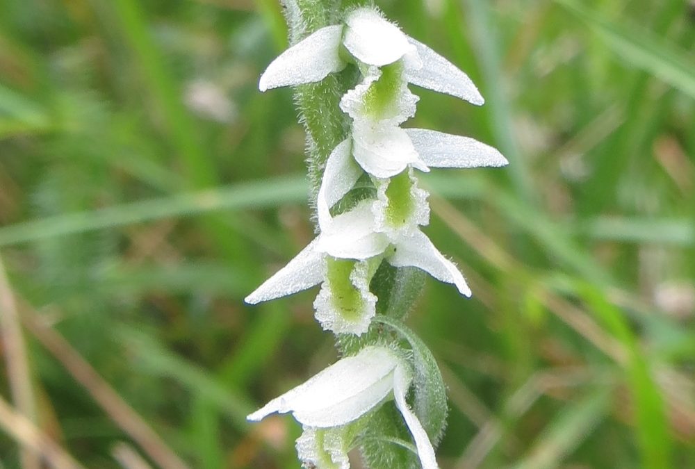 Autumn Lady’s Tresses – Spiranthes Spiralis