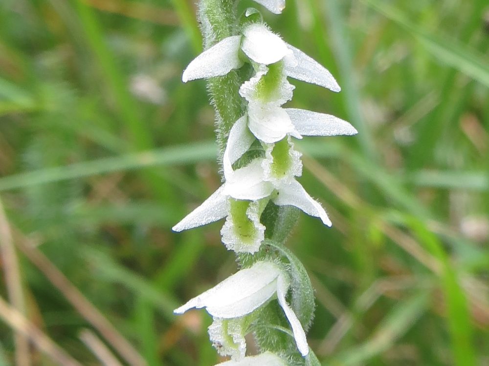 Autumn Lady’s Tresses – Spiranthes Spiralis