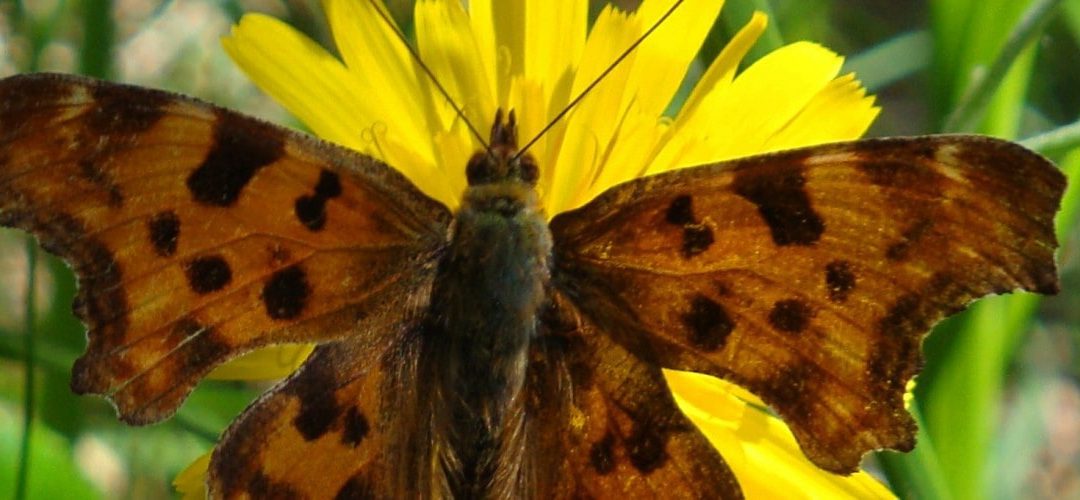Pyrenees butterflies and moths