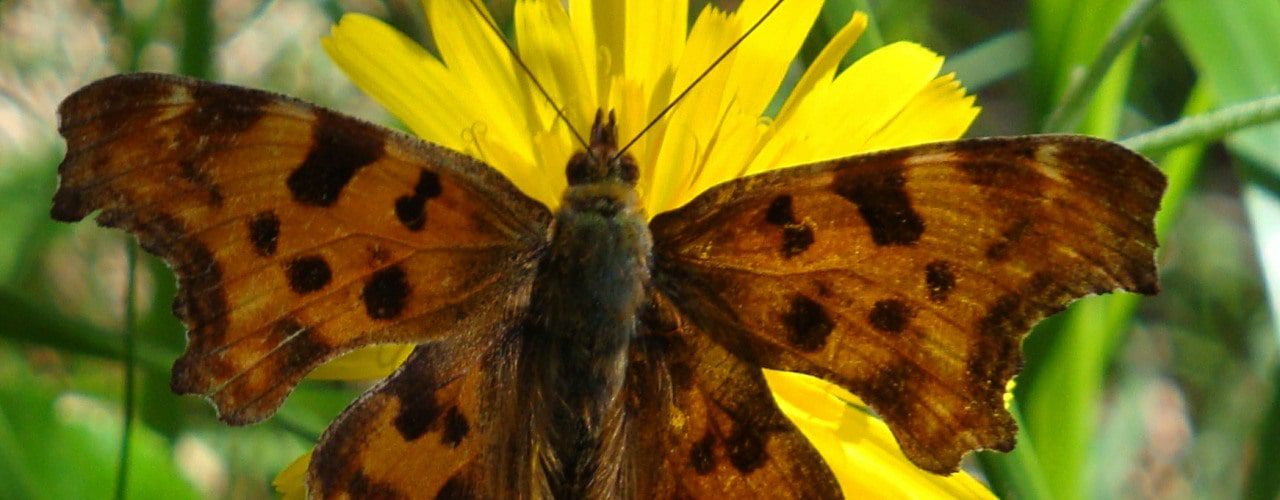 Comma butterfly Pyrenees