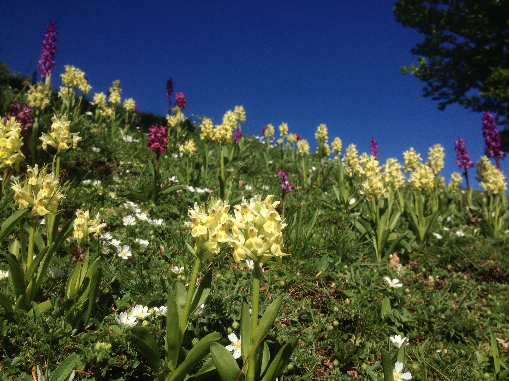 Flowers in the Valle de Salazar