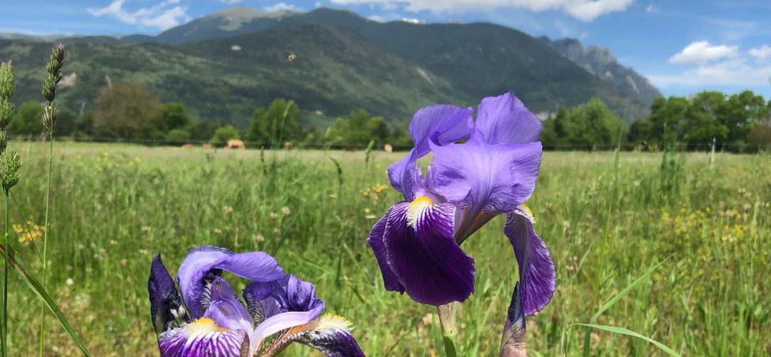 Spring flowers and exercise at last!