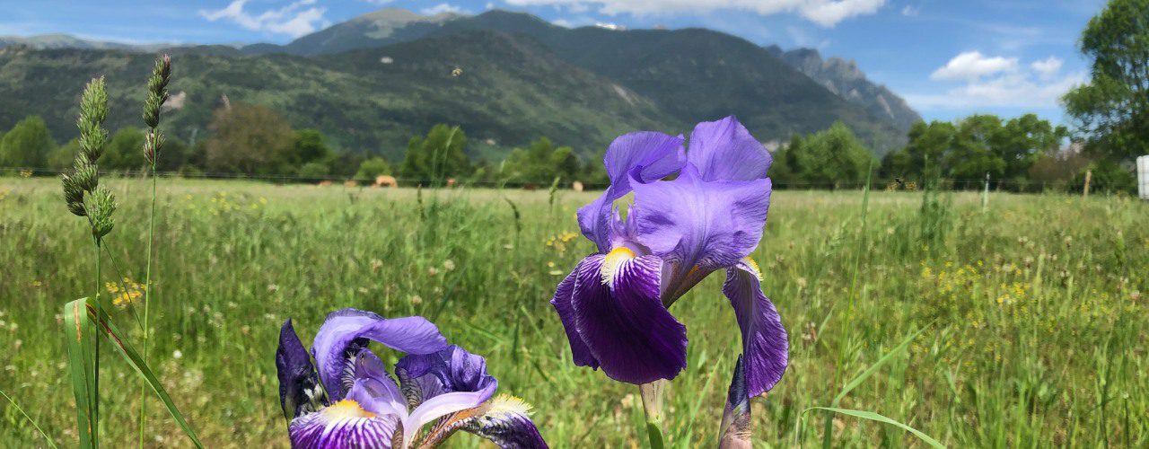Iris in the Pyrenees