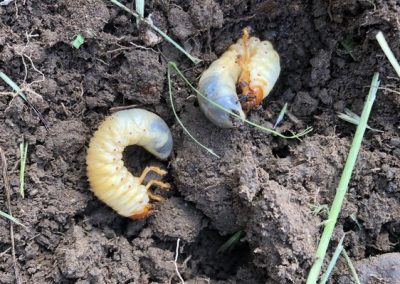 Summer chafer larvae