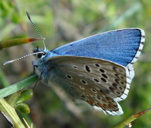 Adonis Blue