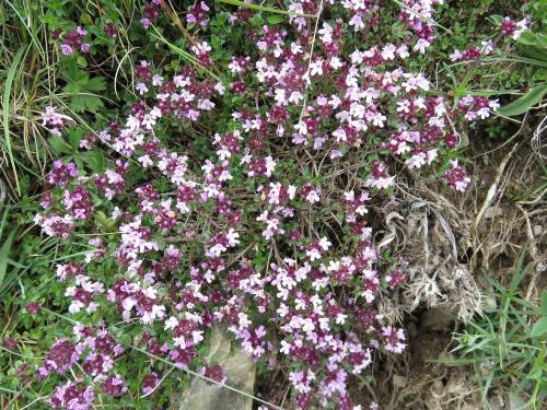 Alpine Thyme