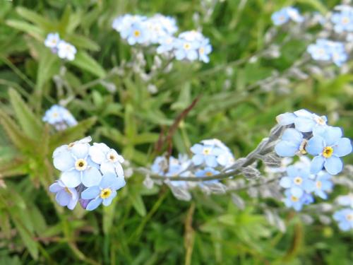 Alpine forget me not