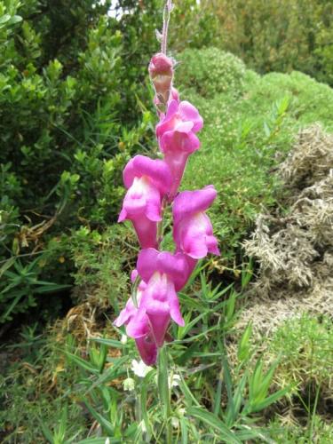 Antirrhinum