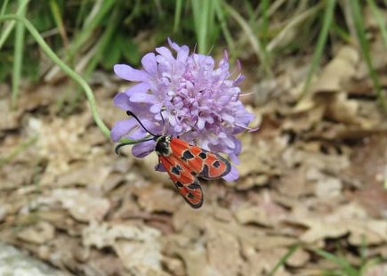 Auspicious Burnet Moth