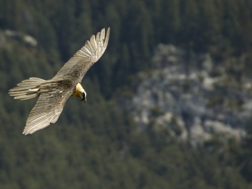 Bearded vulture Pyrenees