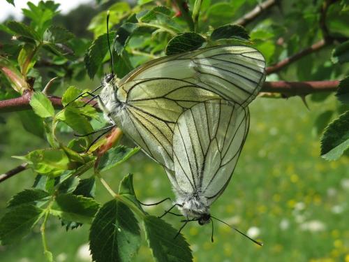 Black veined white