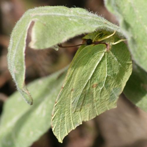 Brimstone