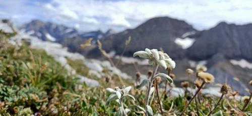 Edelweiss