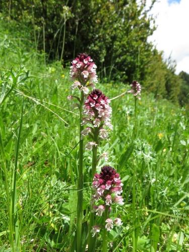 Burnt Orchids