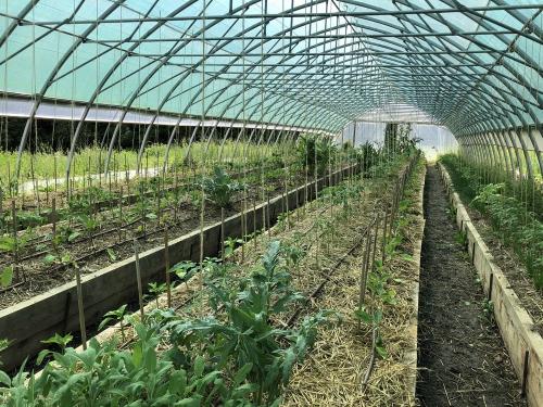 The hotels greenhouses that you get a guided tour around