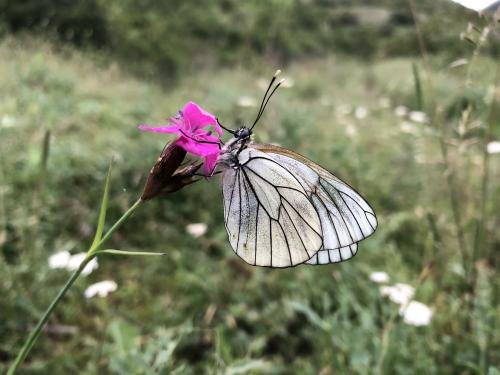 Black veined white butterfly