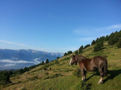Horses, sheep and cattle graze the lower slopes