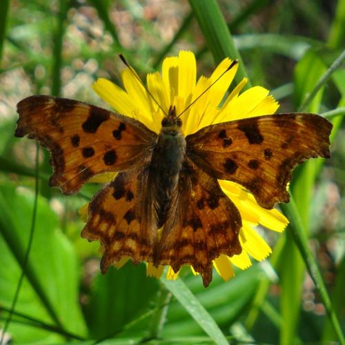 Comma