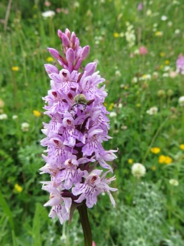 Common Spotted Orchid