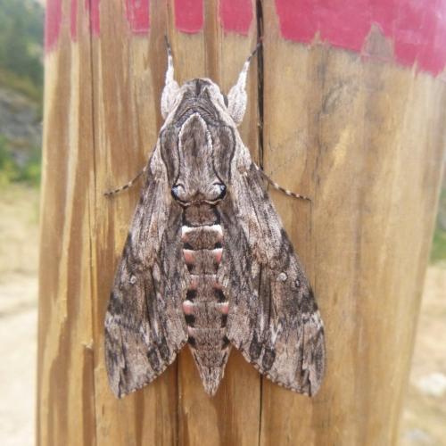 Convolvulus hawkmoth
