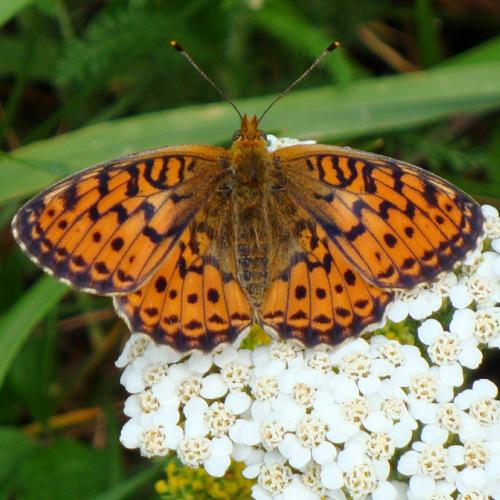 Dark Green Fritillary