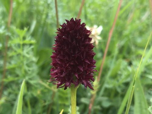Dark vanilla orchid