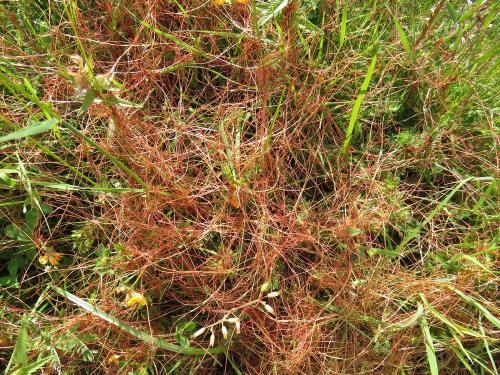 Dodder