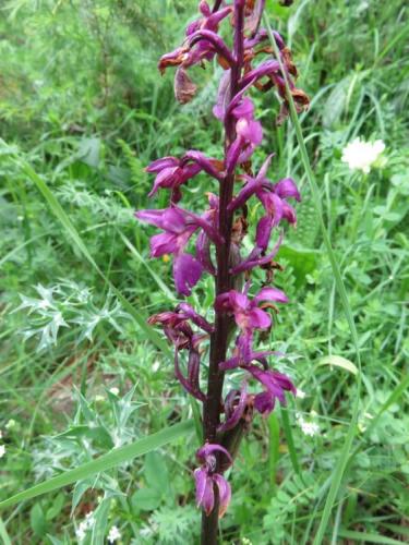 Early Purple Orchid