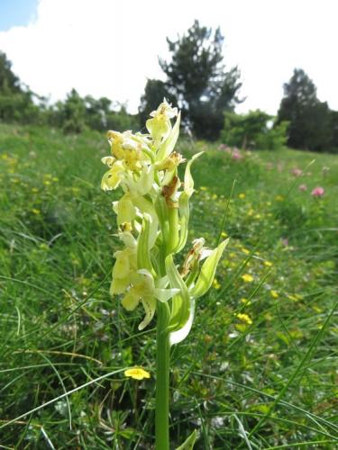 Elder flowered orchid