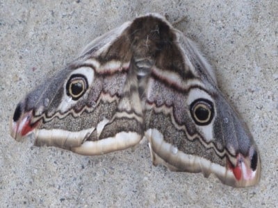 Emperor Moth