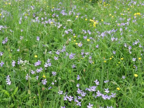 Field horned pansies