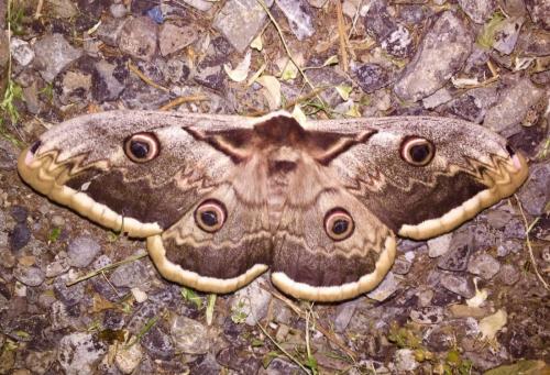 Great peacock moth
