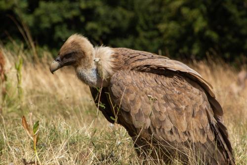 Griffon vulture